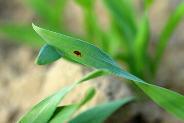 Fungal disease on cereals. Cause significant yield losses in cereals. Infected leaf surrounded by healthy.