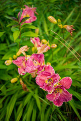 Red-purple daylilies flowers or Hemerocallis.