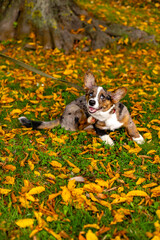 Fototapeta premium welsh corgi cardigan dog with an unusual color sits on the grass with autumn leaves and looking