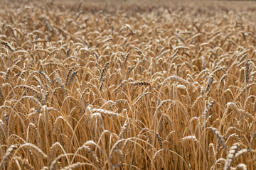 Summer. Harvesting in a wheat field
