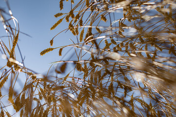 Fototapeta premium Summer. Harvesting in a wheat field