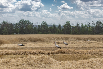 Fototapeta premium Summer. Storks. Harvesting in a wheat field