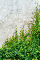 The image of a vertical cement wall with vines perched on the floor.