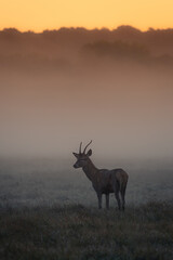 Red Deer at Dawn