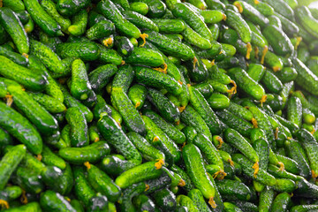 Fresh green bunch of small cucumber gherkins for sale in local market, texture.
