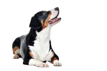 Laying mountain dog isolated on white looking up