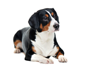 Laying purebred dog looking to the side