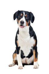 Mountain dog sitting in a white studio