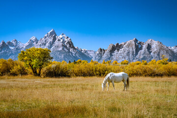 horses on a meadow