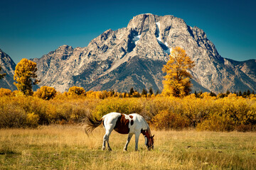 horse in the mountains