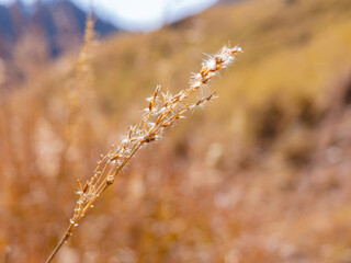 Close up shot of silvergrass