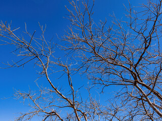 Sunny view of the tree landscape of Hehuanshan