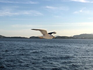 Fototapeta na wymiar Seagulls flying in the blue sky