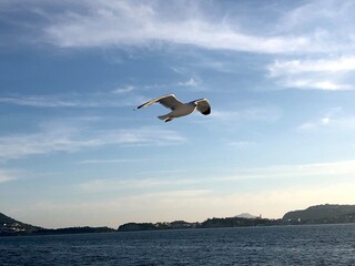 Seagulls flying in the blue sky
