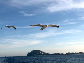 Fototapeta na wymiar Seagulls flying in the blue sky