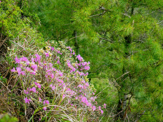 Close up shot of Rhododendron lapponicum blossom