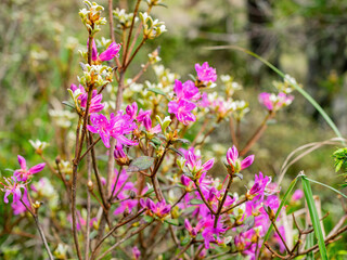 Close up shot of Rhododendron lapponicum blossom