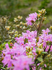 Close up shot of Rhododendron lapponicum blossom