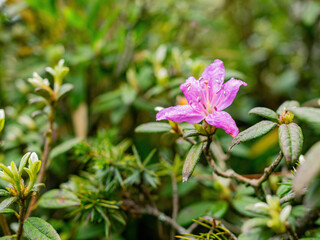 Naklejka na ściany i meble Close up shot of Rhododendron lapponicum blossom
