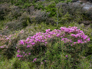 Close up shot of Rhododendron lapponicum blossom