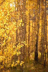 Golden Leaves on Aspen Trees in Autumn