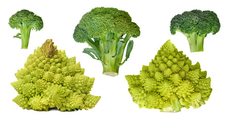 Set of different broccoli at the white background