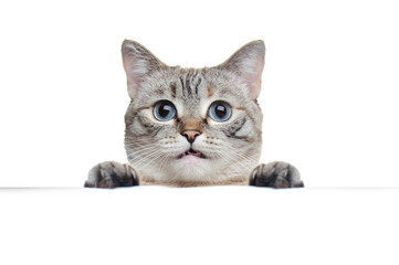Tabby grey cat holding blank board against white background