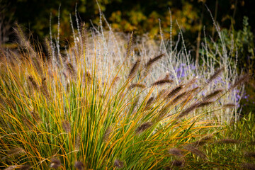 Foliage Autumn colours