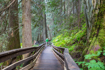 Boardwalk in the forest