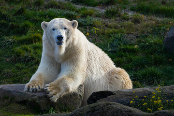 Naklejka na ściany i meble White bear on the rocks, Lying polar bear situated on a rock