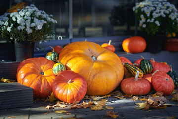 Pumpkins decor for Halloween and Thanksgiving Day. Various pumpkins stacked, composition with ripe...
