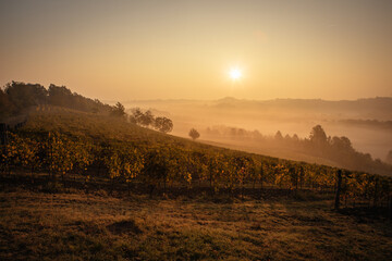 Weinberge im Piemont bei Sonnenaufgang mit Nebel