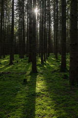 sunlight in the pine forest
