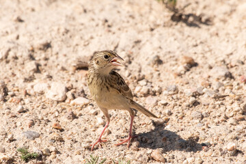grasshopper sparrow on ground