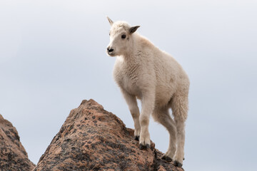 Mountain goat kid on mountain top