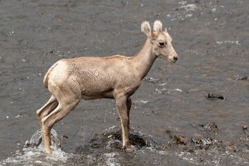 Baby bighorn sheep in river