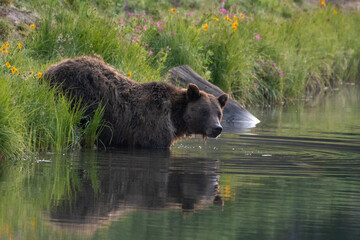 brown bear in the lake