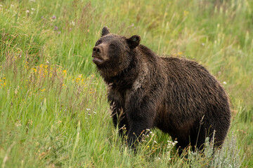 grizzly bear in field