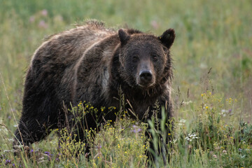 grizzly bear in field