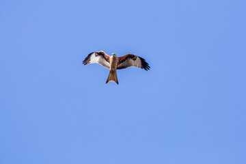 Red kite in flight. Milvus milvus.