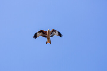 Milvus milvus. Red kite in flight.