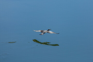 Great cormorant flying over the water. Phalacrocorax carbo. Valparaiso Reservoir, Zamora, Spain.