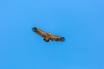 Griffon Vulture in flight. Gyps fulvus.