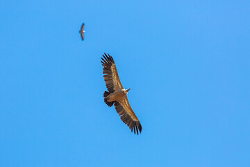 Gyps fulvus. Griffon vultures in flight.