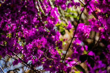  delicate pink bougainvillea flower on a tree on a warm spring day