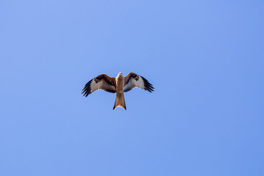 Milvus milvus. Red kite in flight.