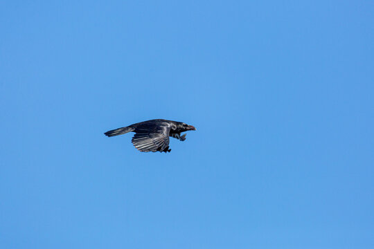 Great or common raven in flight. Corvus corax.