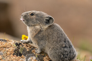 collared pica eating flower