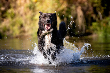 Pies biegający w wodzie - obrazy, fototapety, plakaty