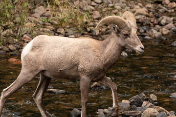 Naklejka na ściany i meble Bighorn sheep crossing river